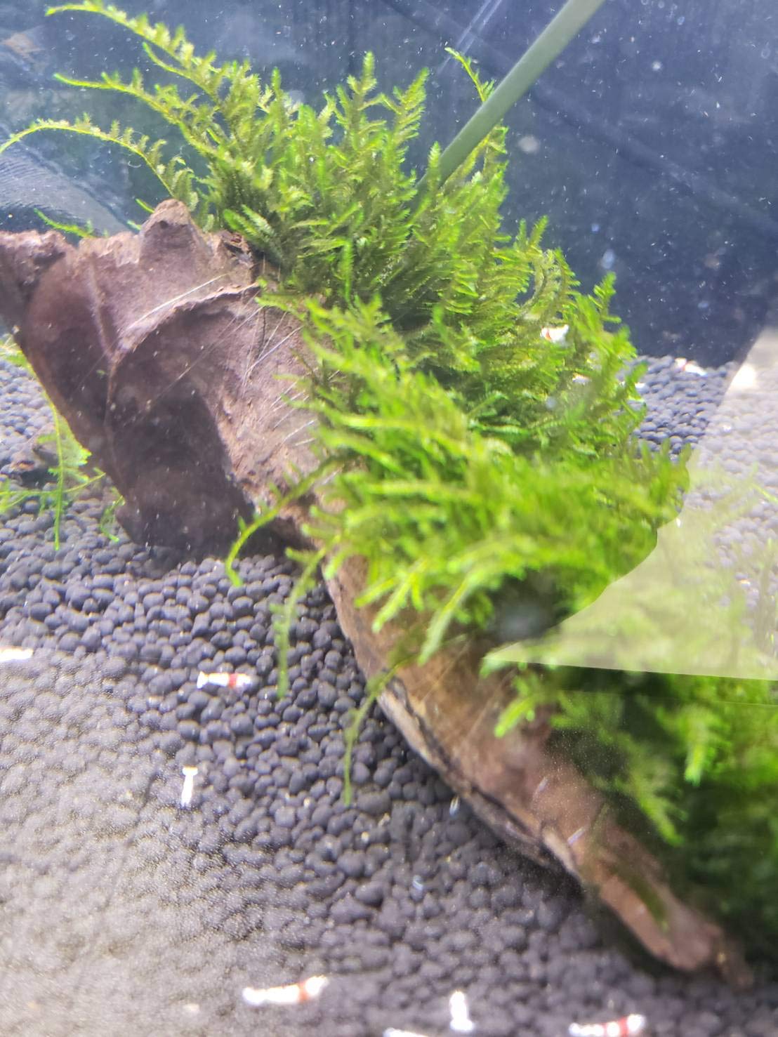 流木(南米ウィローモス活着) 流木溶岩石(南米ウィローモス活着済) 水草）☆育成済☆ 南米