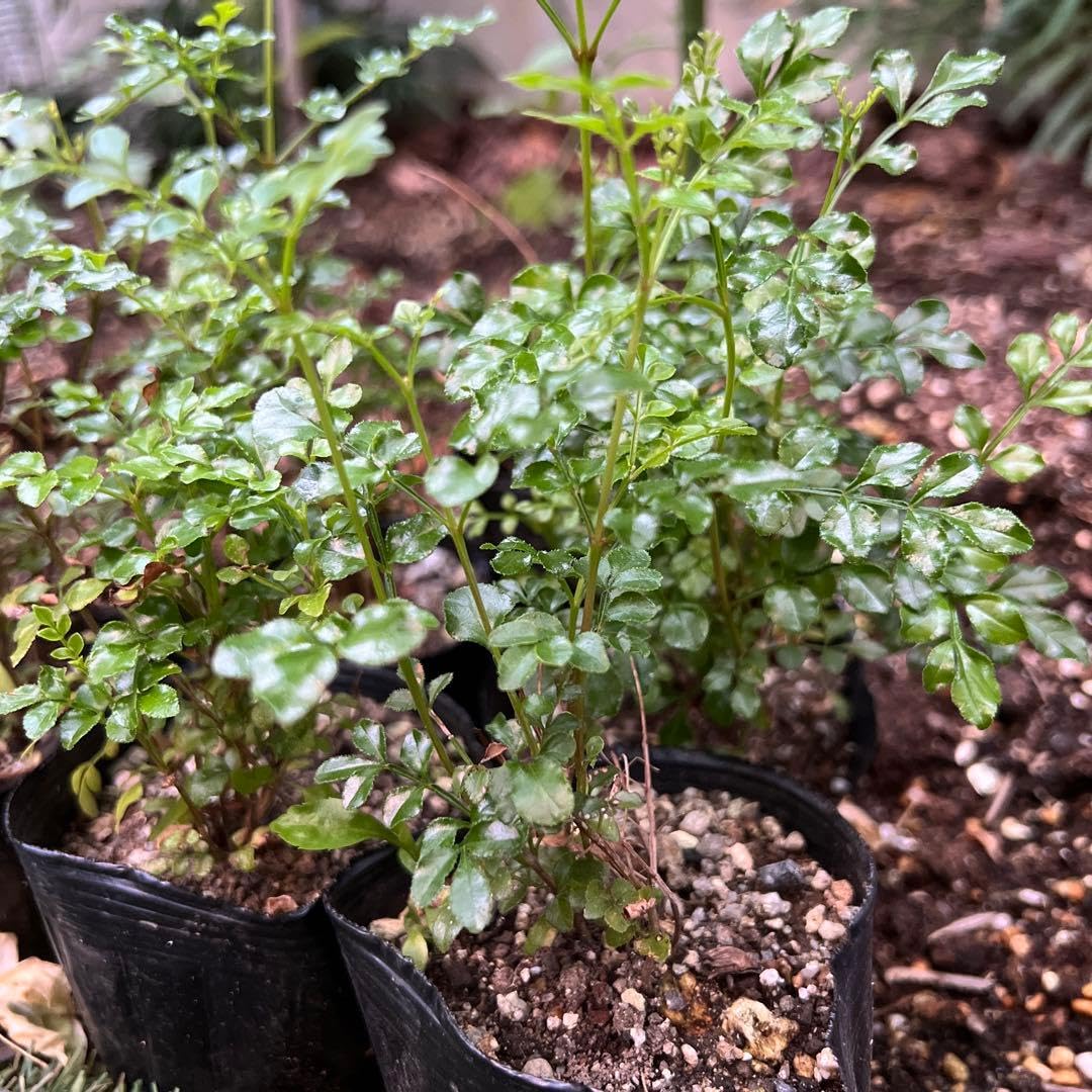 Amazon｜シマトネリコ 庭木 観葉植物 抜き苗発送｜観葉植物 オンライン通販