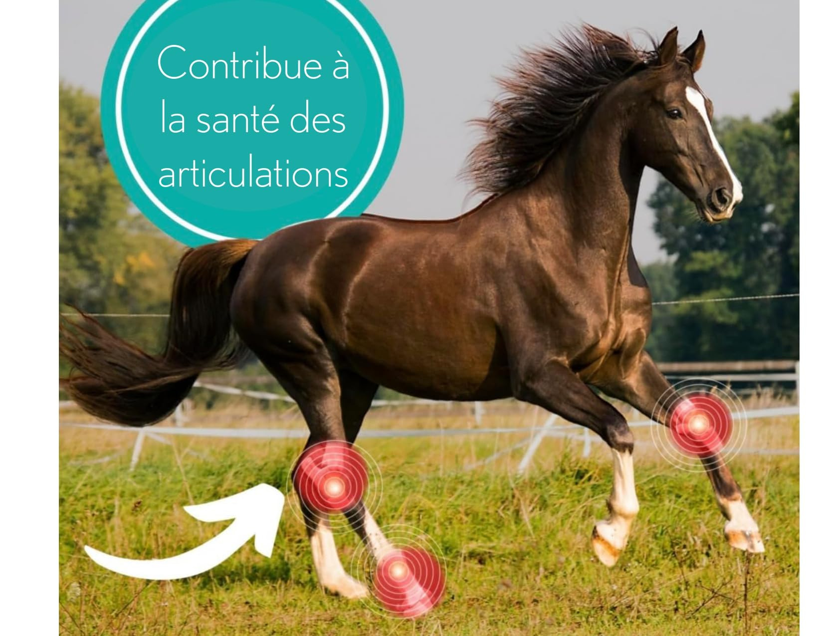 Ferme Oliméga, Huile de Caméline pour Chevaux 4L, Riche en oméga-3 polyinsaturés, Vitamine E, Pure et Pressée à Froid. Articulation Produit du Canada.