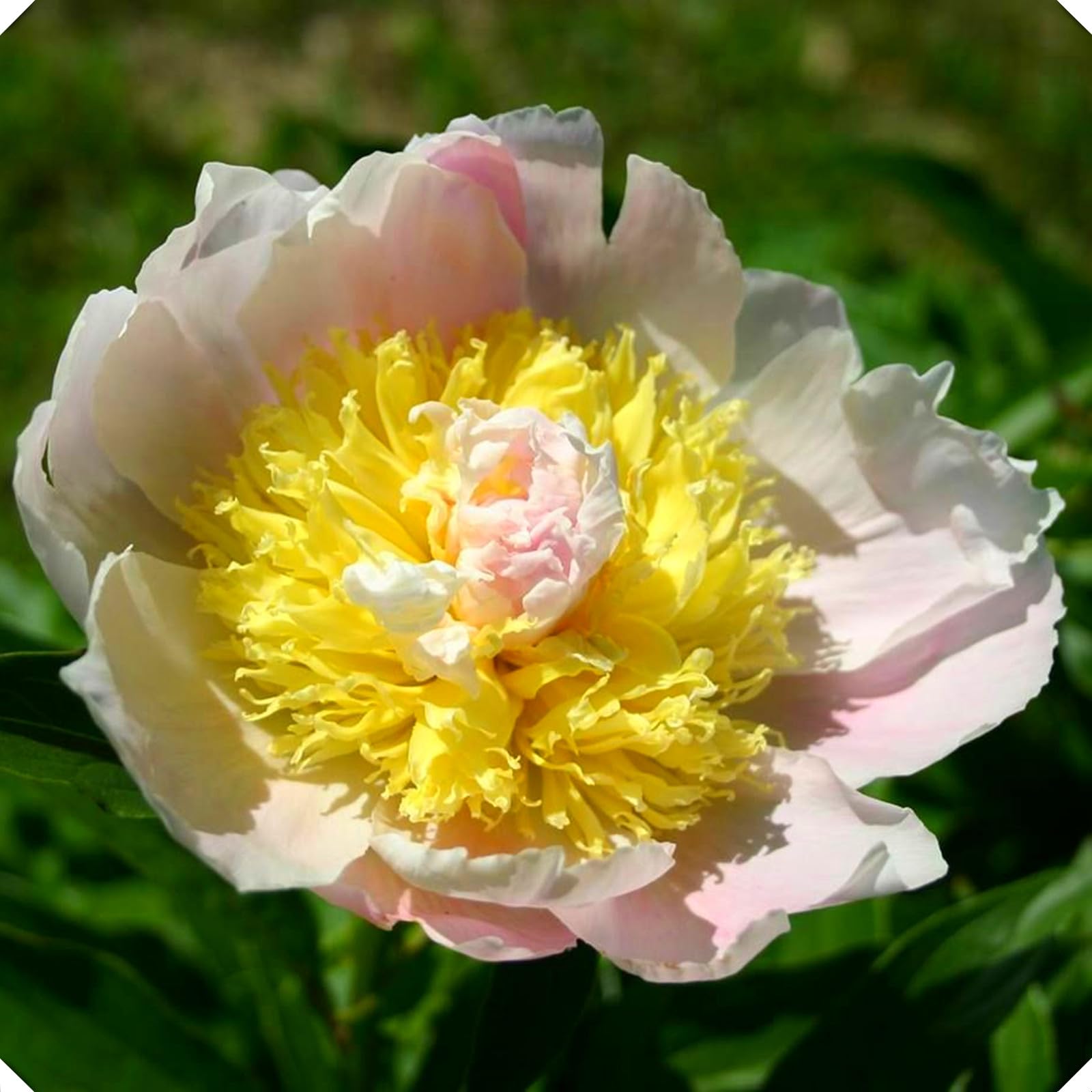 Peony Tubers for Planting,Peony Tubers UK,Excellent Display Indoor Perennial Balcony Garden Bulbs,Peony Tubers Mix,Flowering Rhizome-2bulbs-E