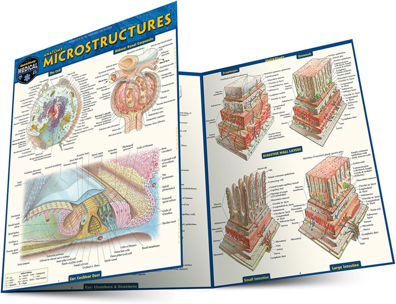 Anatomy Microstructures: a QuickStudy Laminated Reference Guide