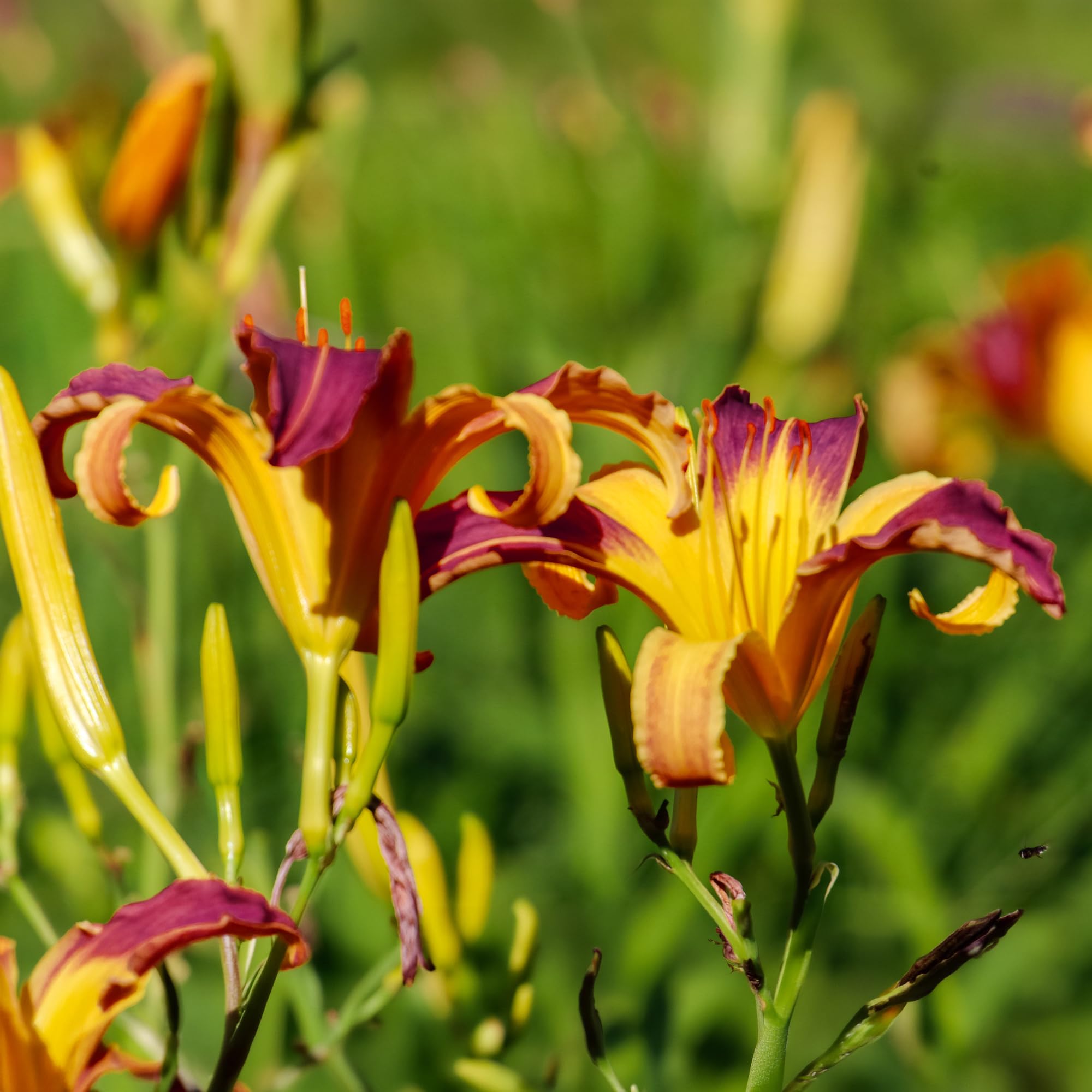Rare Applique Daylily