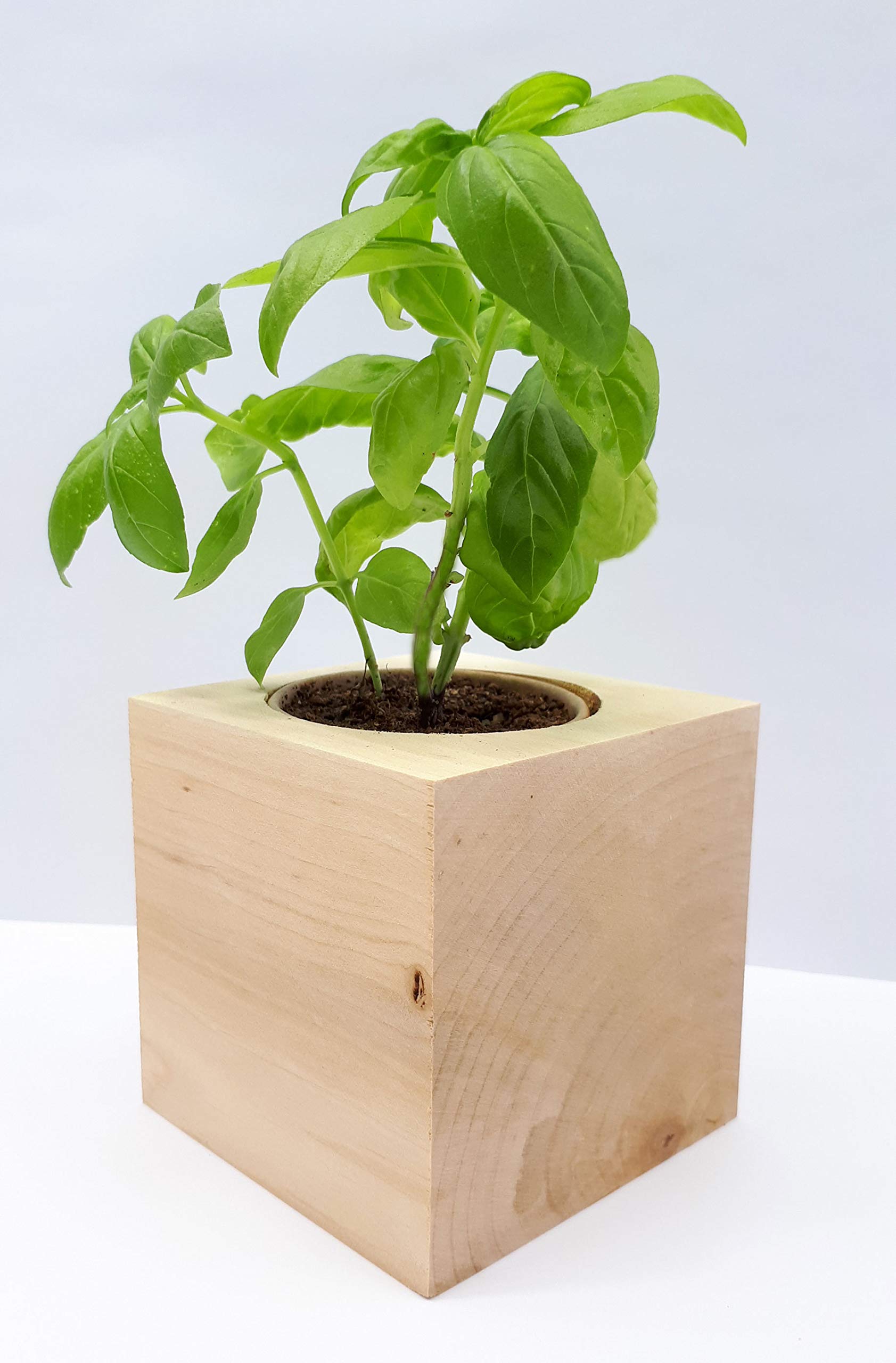 Feel Green Ecocube Cactus Exotics, Idée Cadeau (100% Ecologique), Grow-Your-Own/Kit Prêt-à