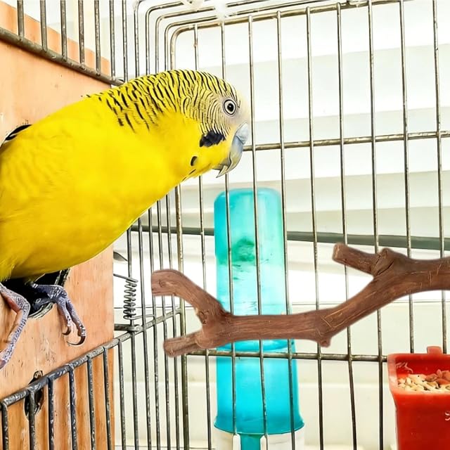 Foto 6 de 6 de HJYDGJ 2 Unidades Tablas para Asientos De Periquitos, Accesorios para Jaulas De Pájaros, Percha para Loros