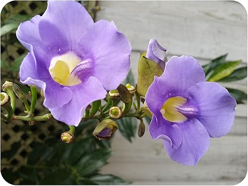Blue Sky Vine Thunbergia grandiflora - LiveTropical Plant - Blue Flower - Emerald Goddess Gardens - Starter Sz maceta de 4 pulgadas
