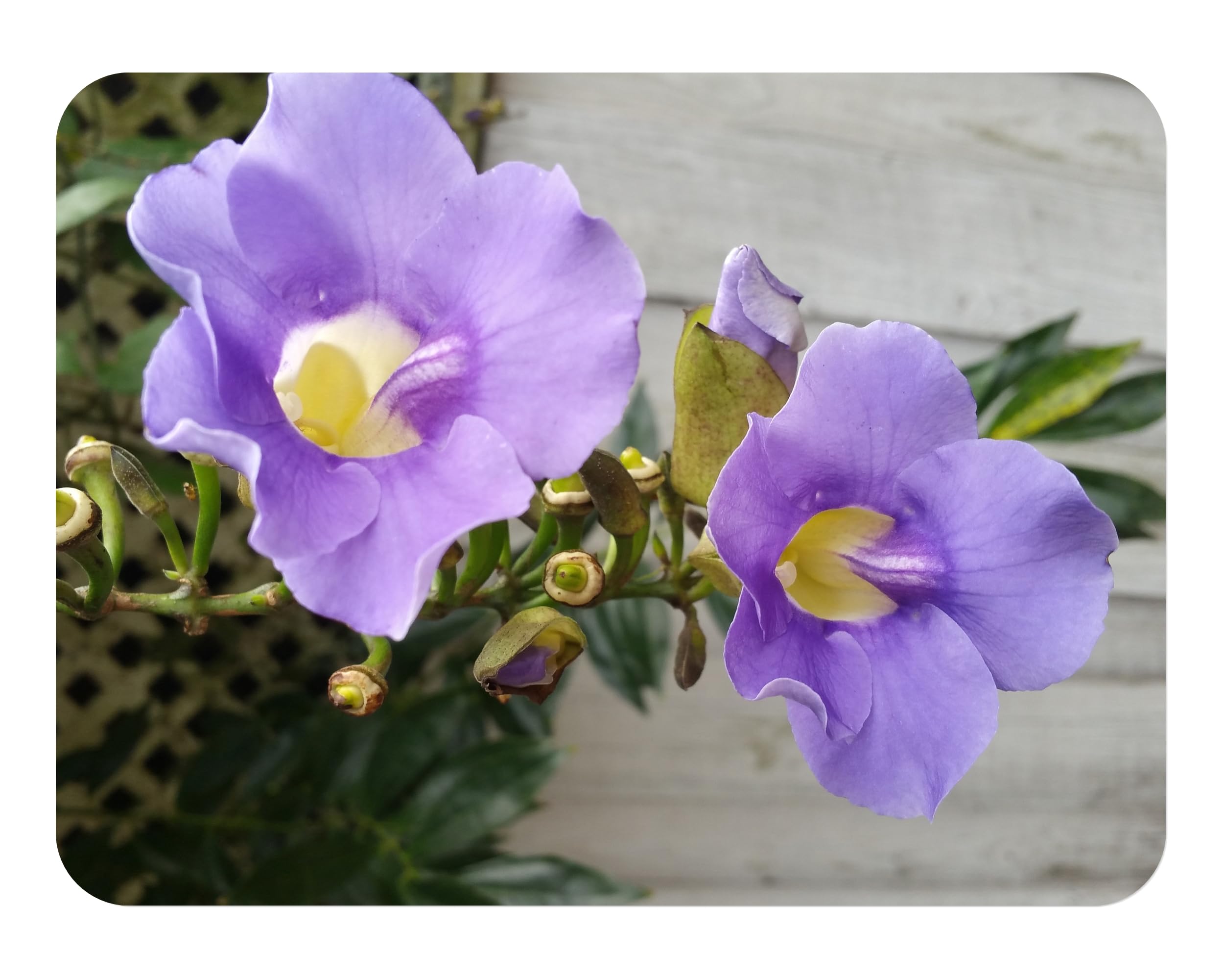 Blue Sky Vine Thunbergia grandiflora
