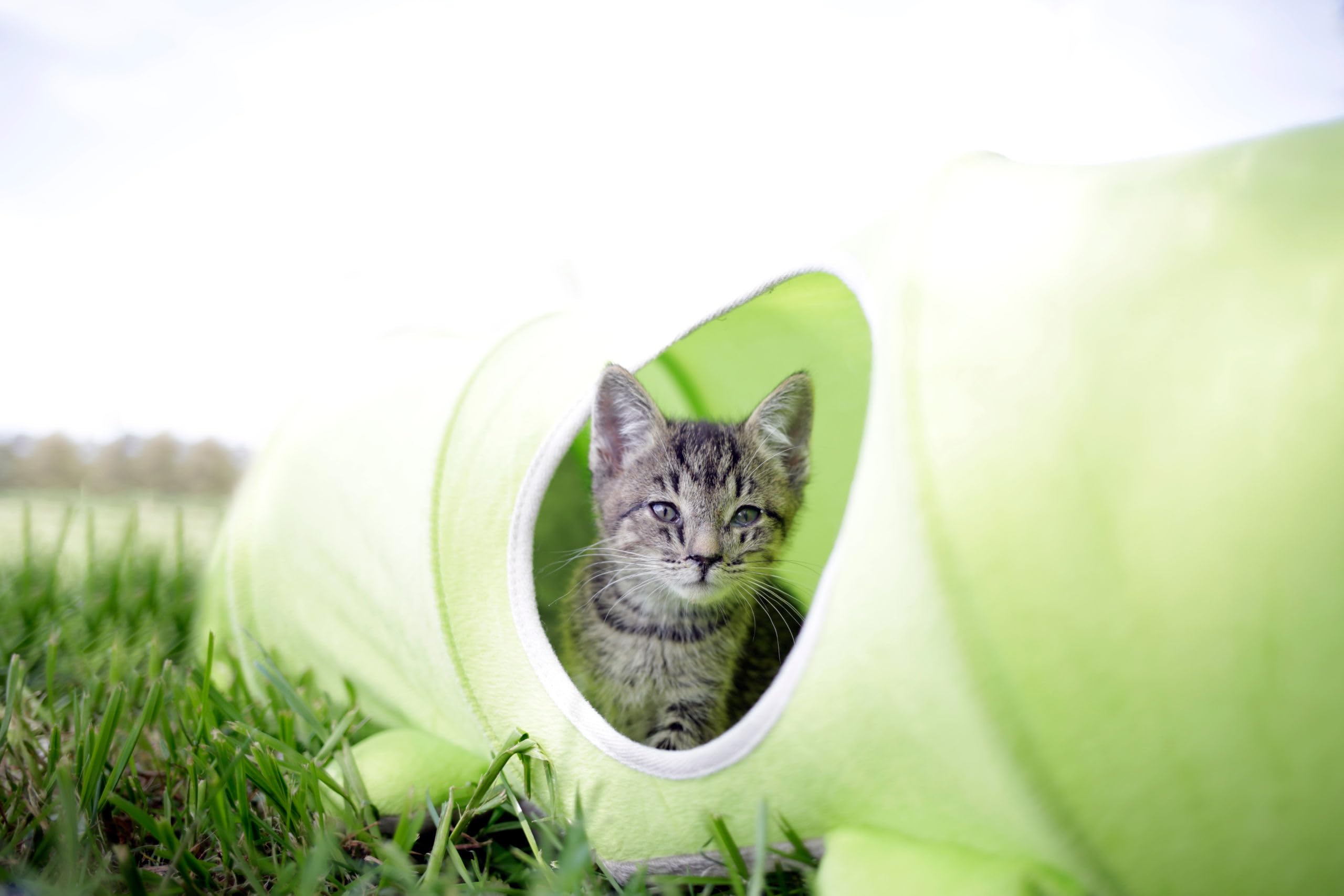 Kerbl Pet 81631 - Túnel para Gatos (30 x 170 cm), diseño de Oruga