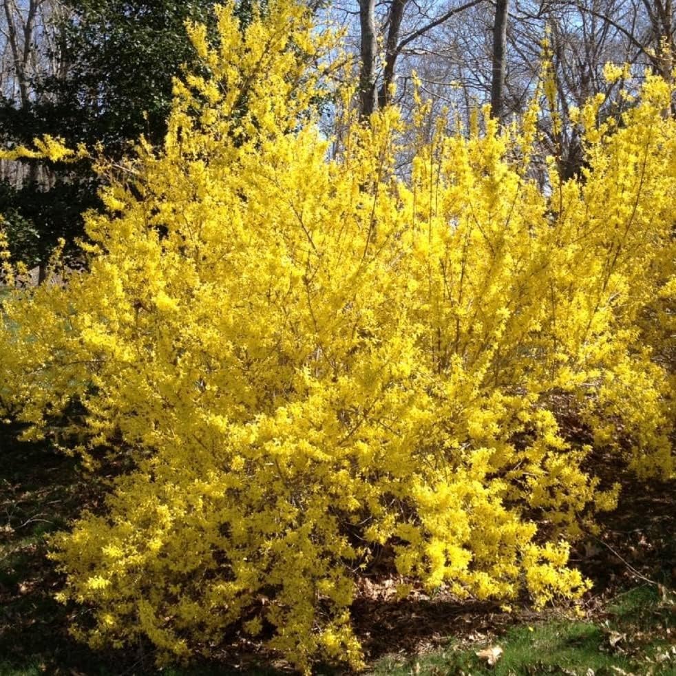 TriStar Plants - Yellow Forsythia, 1 Gallon Trade Pot - Healthy Established Roots, Flowering Shrub, Golden Bells, Lynwood Gold, Gold Forsythia, Hardy Shrub, Bright