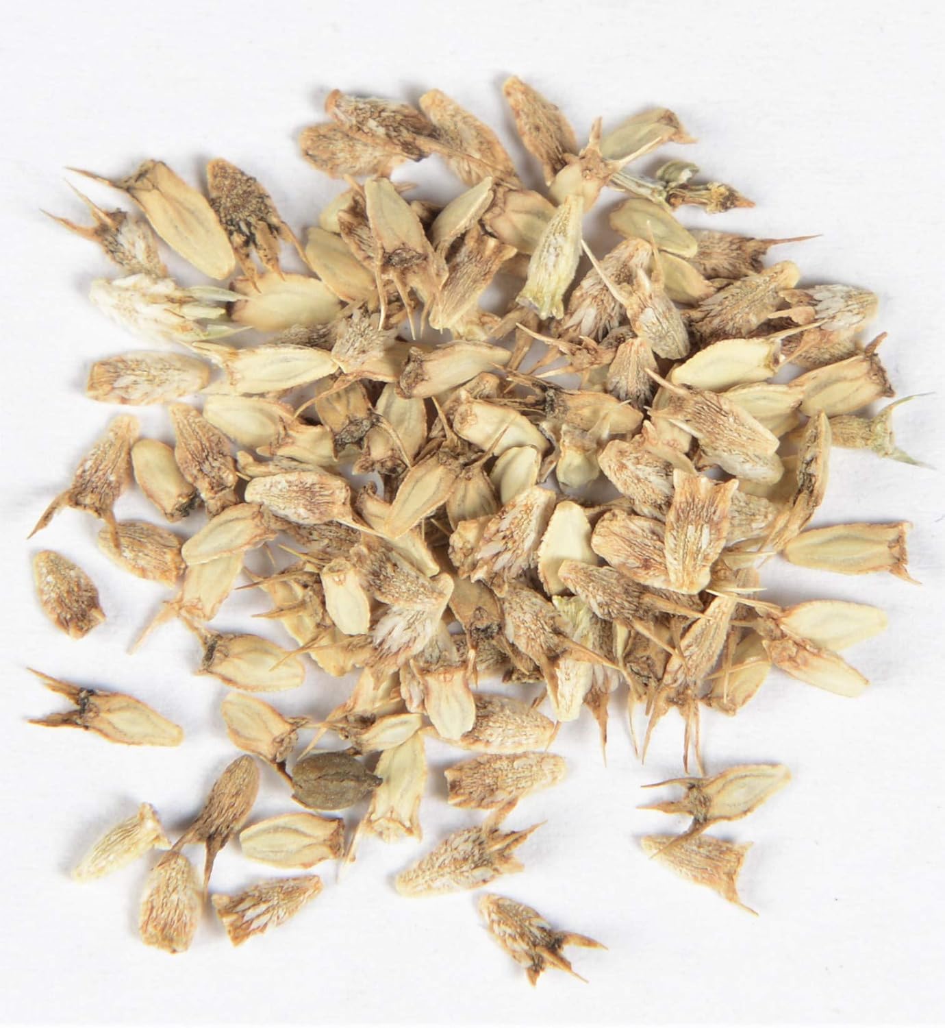 Blaue Edeldistel Eryngium planum 50 Samen Amazon.de Garten