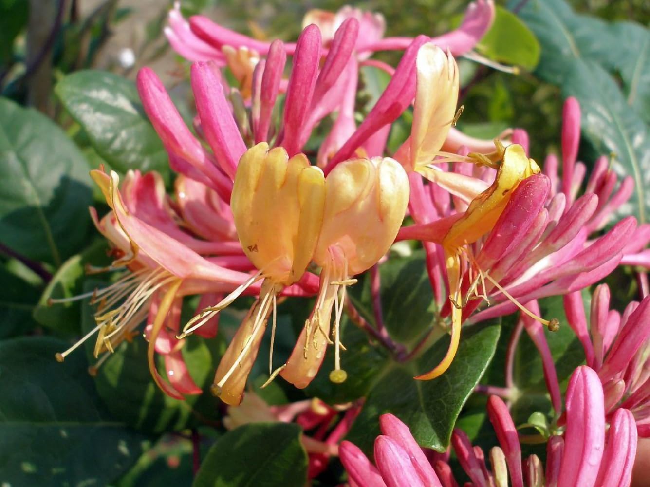 Gold Flame Honeysuckle