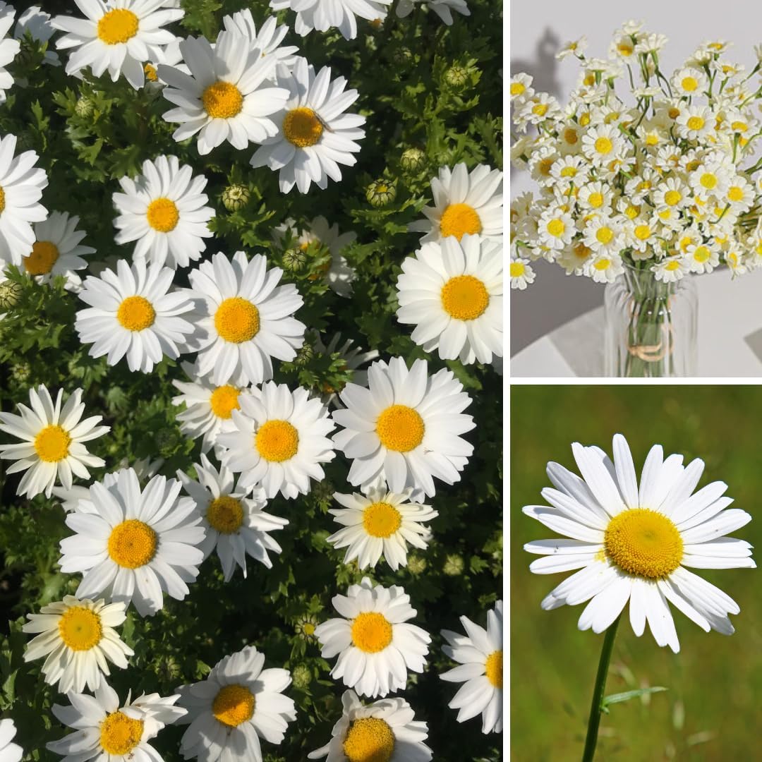 2 White Daisy Plants, Live Daisy Flowers, Perennial White Daisy Plants in 3-5 Inch Well Rooted for Planting