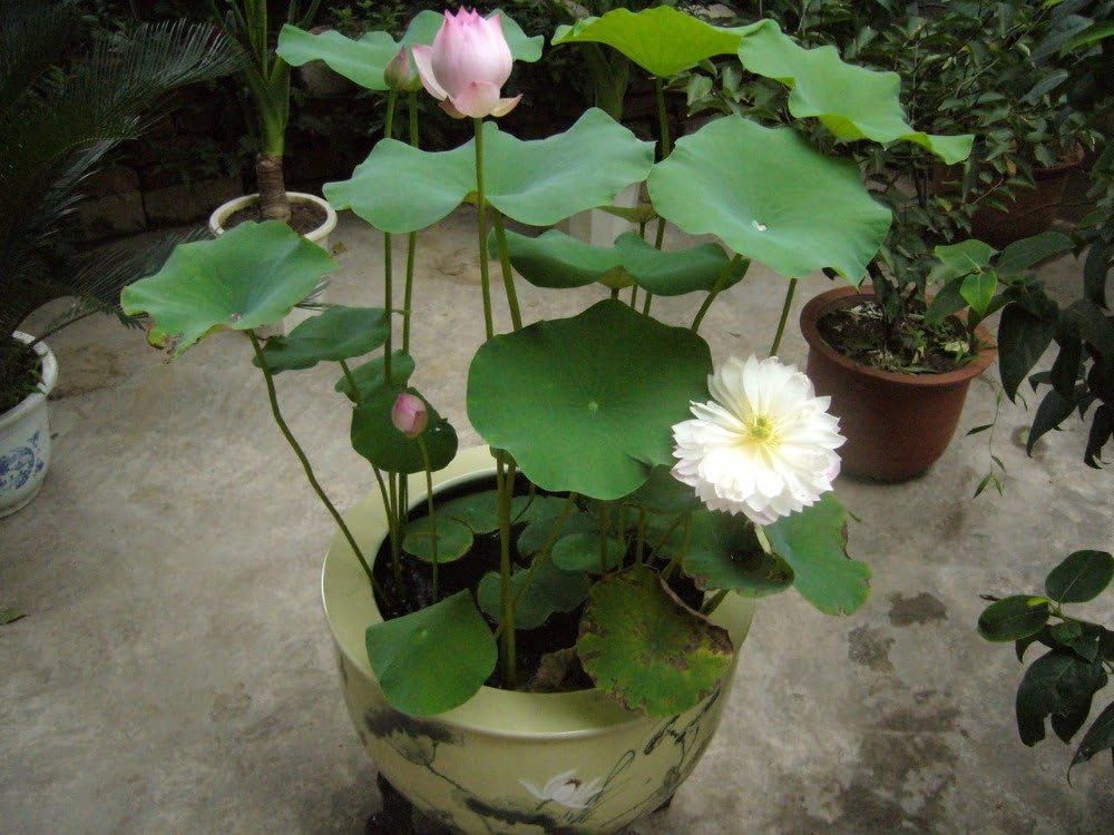 Vsquare Retail Seeds Lotus Mix Color 10Pcs Lotus Seeds