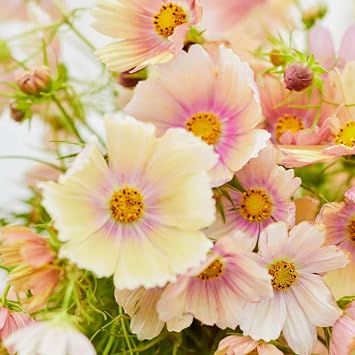 Cosmos Bipinnatus Seeds for Planting - 1000 Mix Cosmos Seeds Open Pollinated Non-GMO Flower - Attracts Butterflies & Pollinators