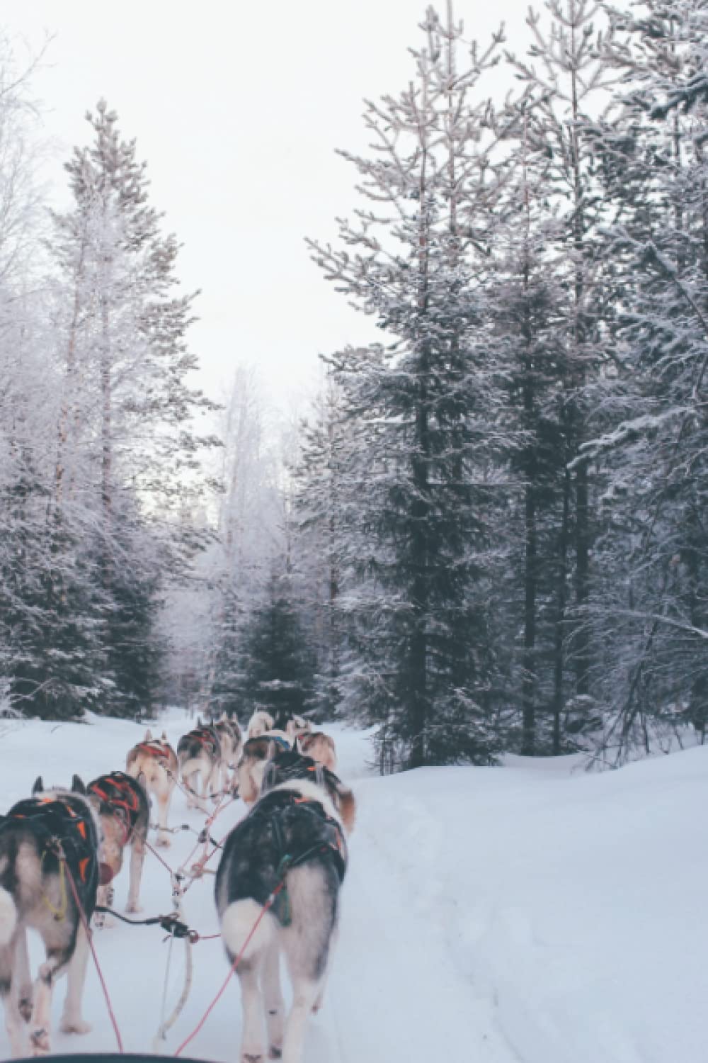 Winter Dog Sled Journal
