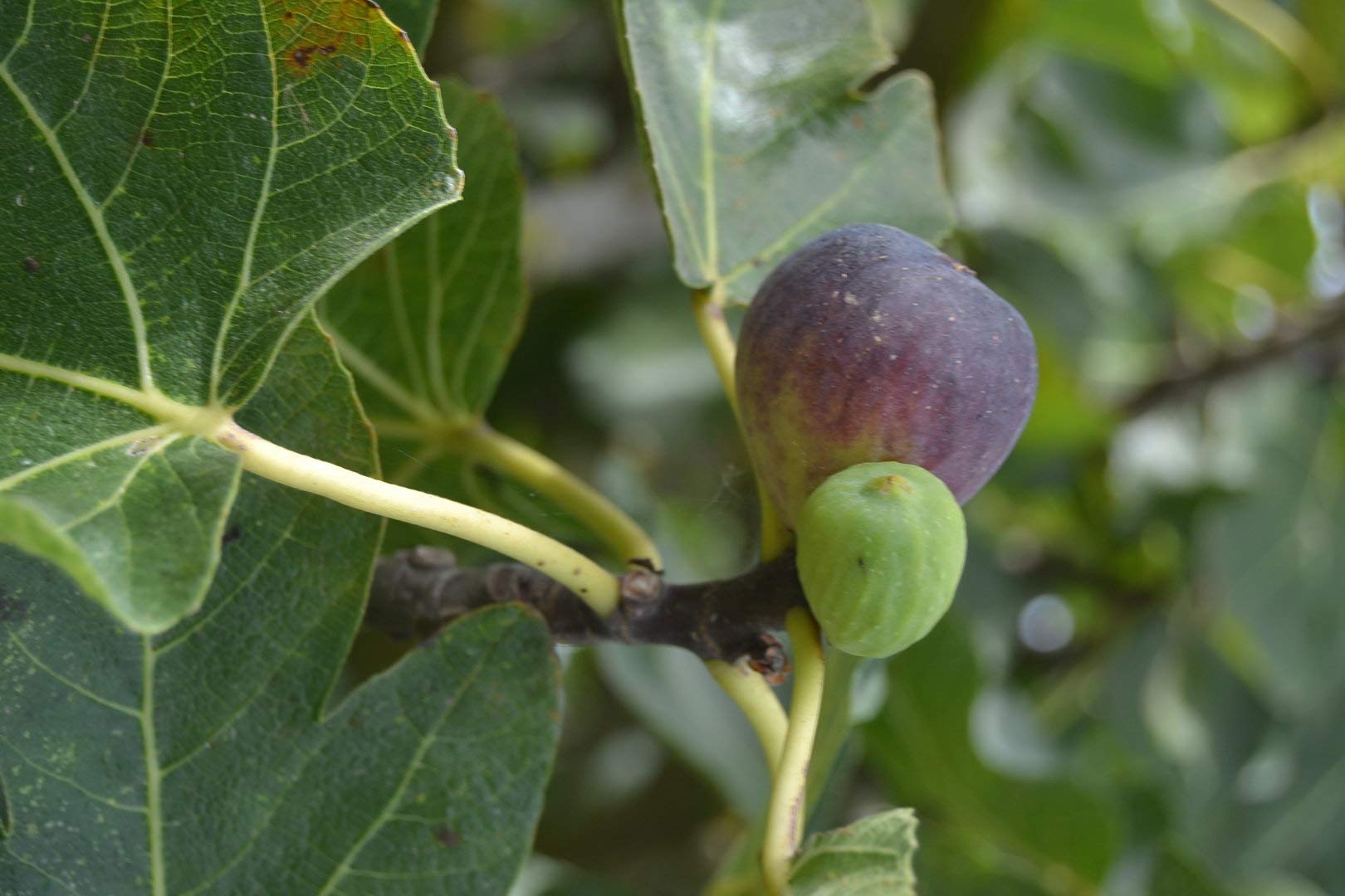 100 Semillas de Higo (Ficus carica)