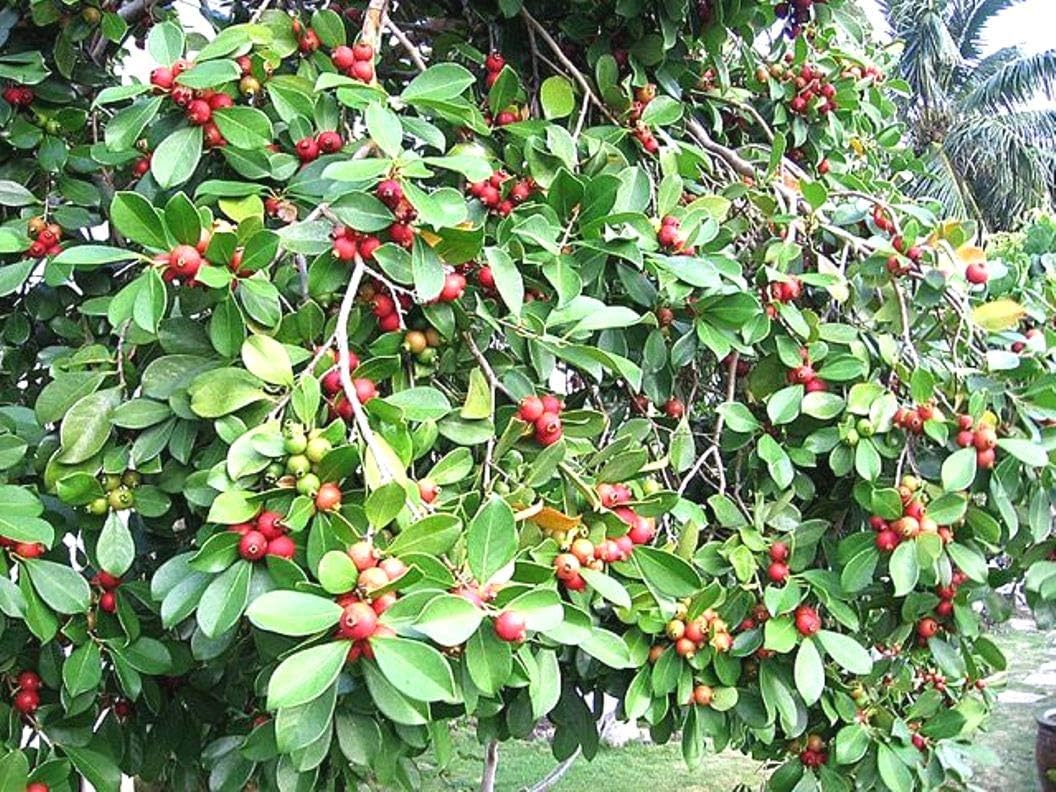 Plantzoin Strawberry guava Cherry guava Psidium cattleianum Live Plant