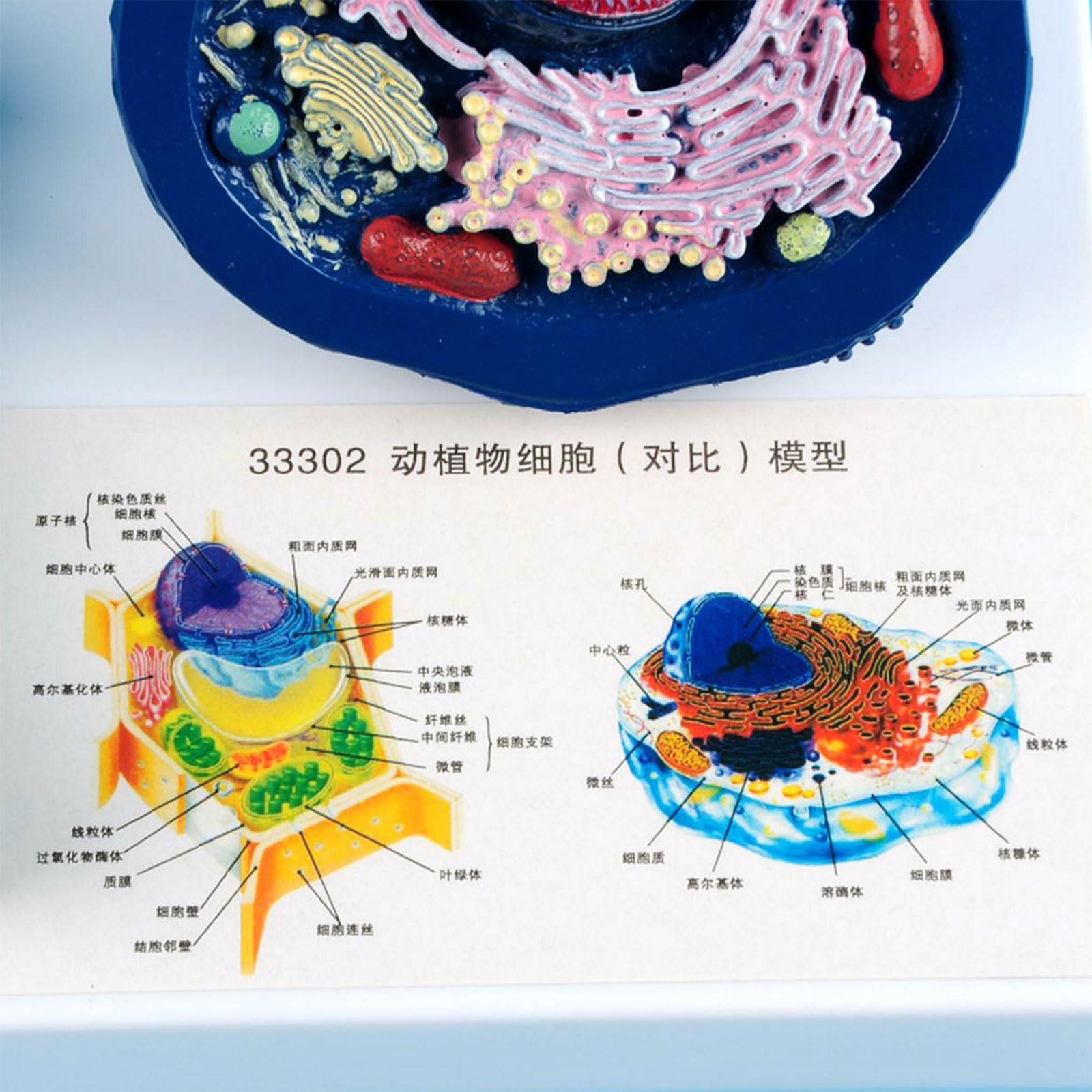 Modelo educativo de anatomía de células vegetales animales con partes desmontables, modelo de células animales y vegetales, comparación de estructura de ayuda de enseñanza