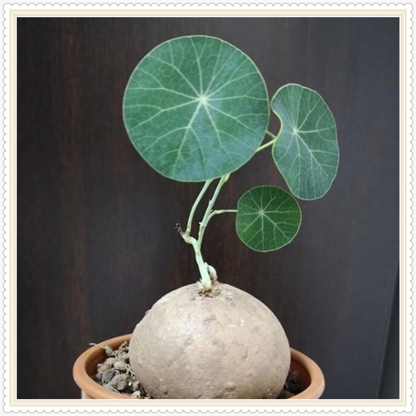 Stephania erecta Live Plant,Stephania erecta Bulb, Plants/Rhizome/Ornamental- Stephania erecta Bulbs, Rhizome Excellent Display Indoor Perennial Balcony Garden Bulbs -3Bulbs-C โ image 1