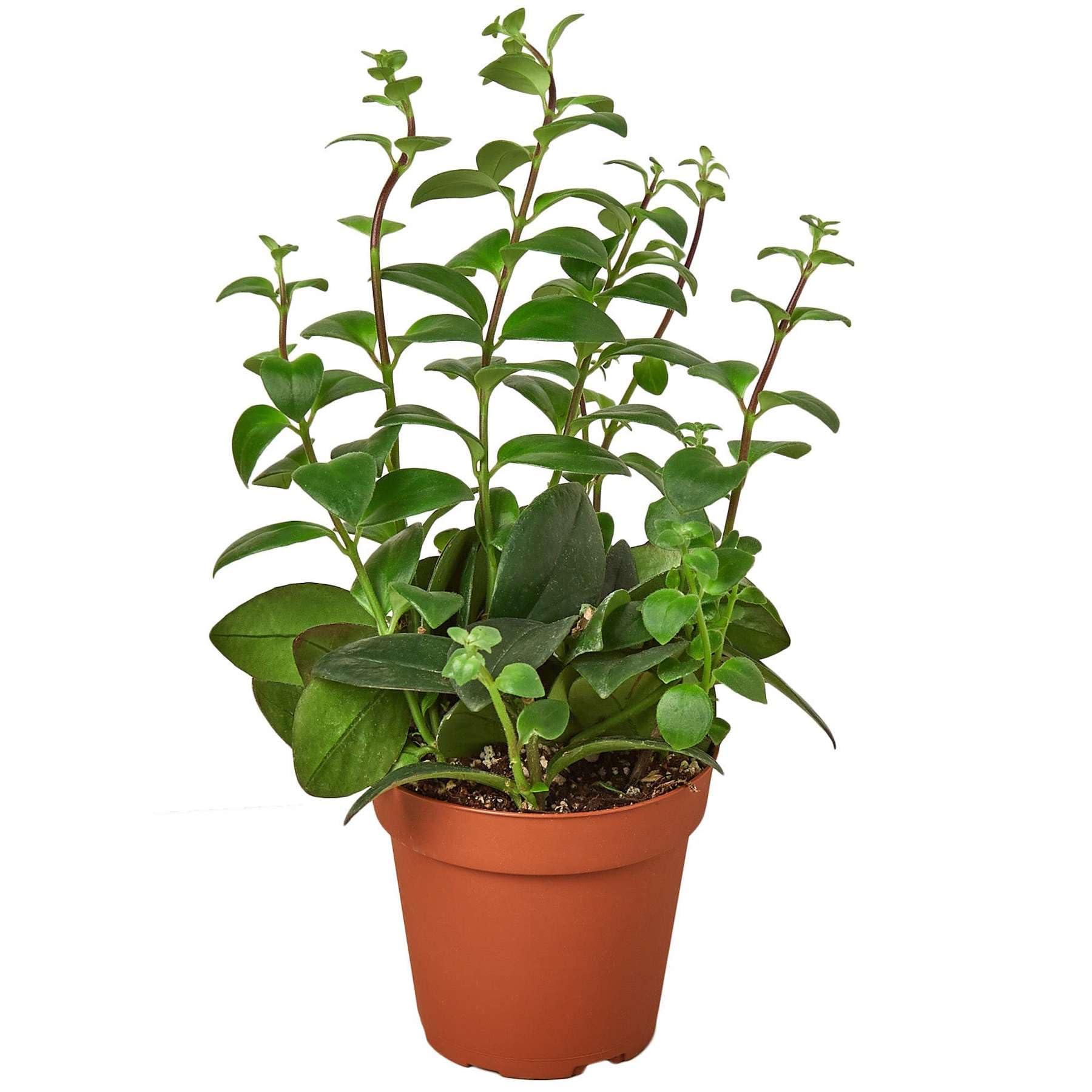 Thirsty Leaves Lipstick Plant