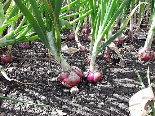 Miniatura 3 de Semillas de cebolla de color burdeos Red Shortday  Más de 300 semillas tradicionales sin OMG de Isla's Garden Seeds, sabor dulce y suave, ideal para