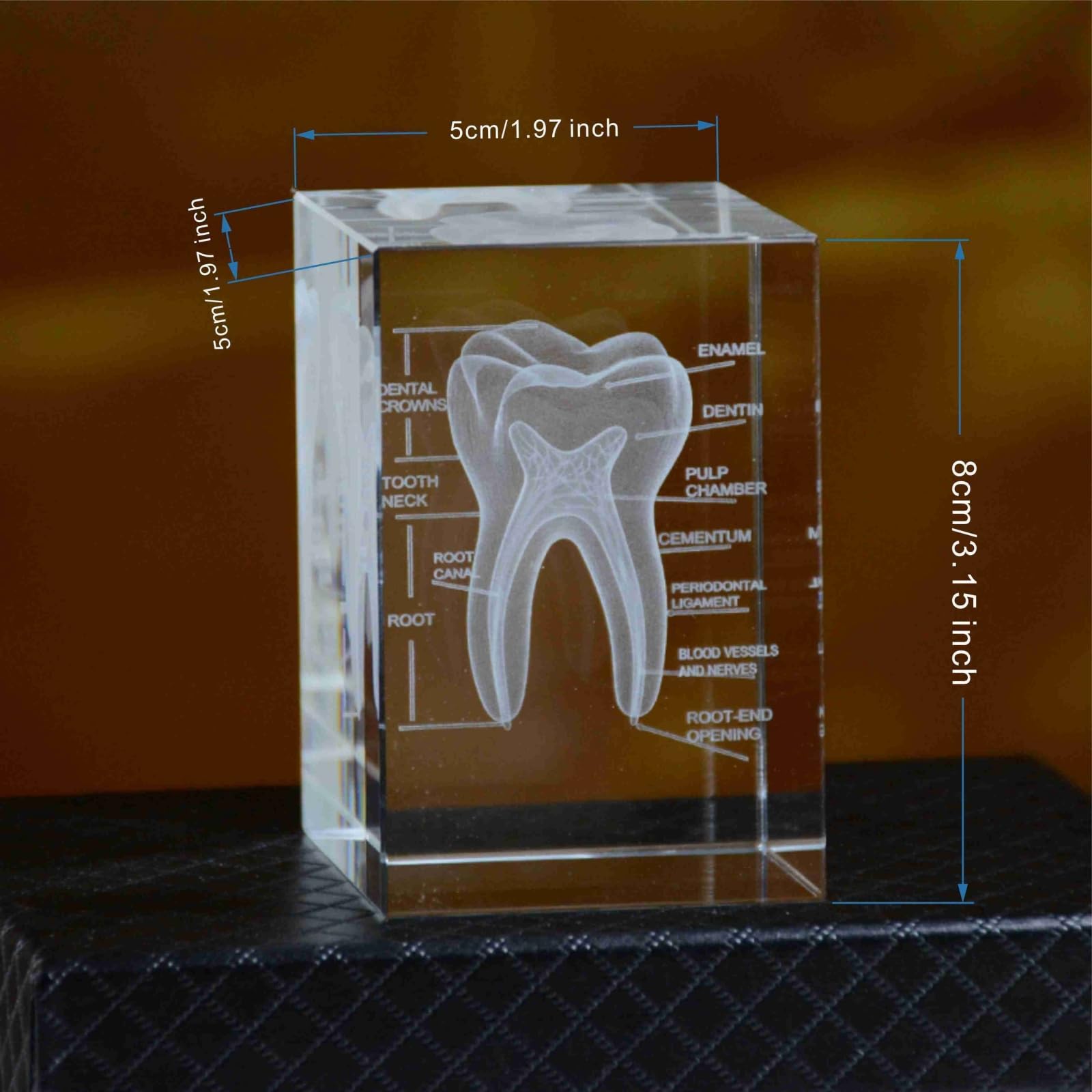3D Human Crystal Tooth Model, for Educational Science Office Decor, Medical Dental Education Tool, for Dentists and Medical Students, Educational Science Office Décor