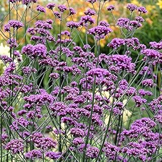 Pack Verbena 'Bonariensis' Perennial Flower Seeds King's