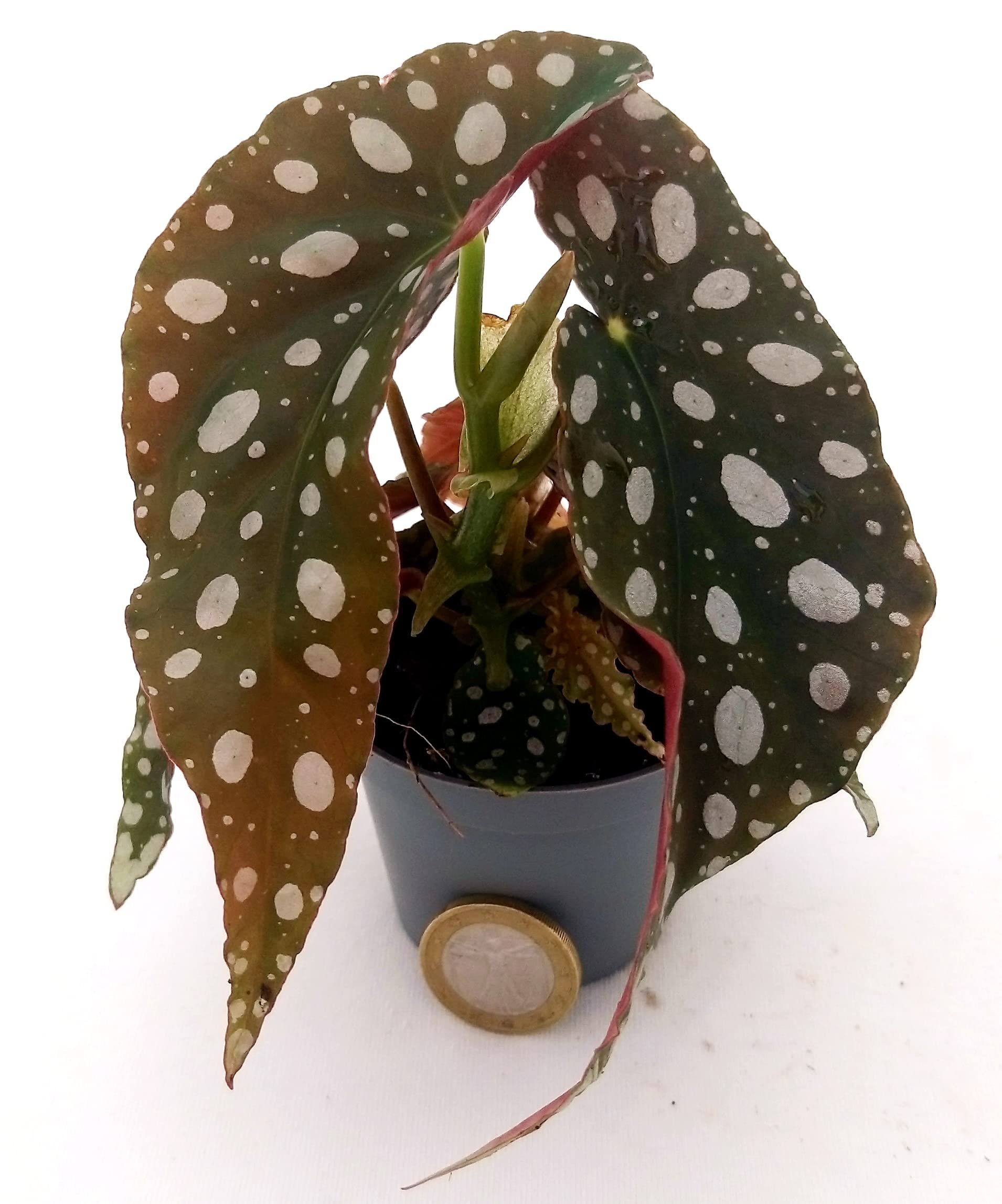 POWERS TO FLOWERS - BEGONIA MACULATA MINI IDEALE PER TERRARIUM, pianta vera