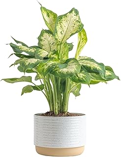 Costa Farms Dieffenbachia, Dumb Cane Live Plant in Decorative Pot, Easy ...