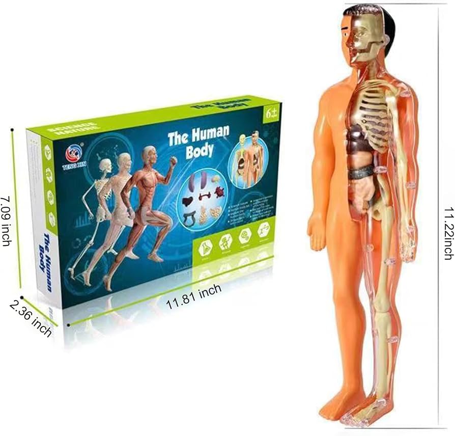 Amazon.com: SAMIQU 3D Human Body Model for Kid Anatomy Model