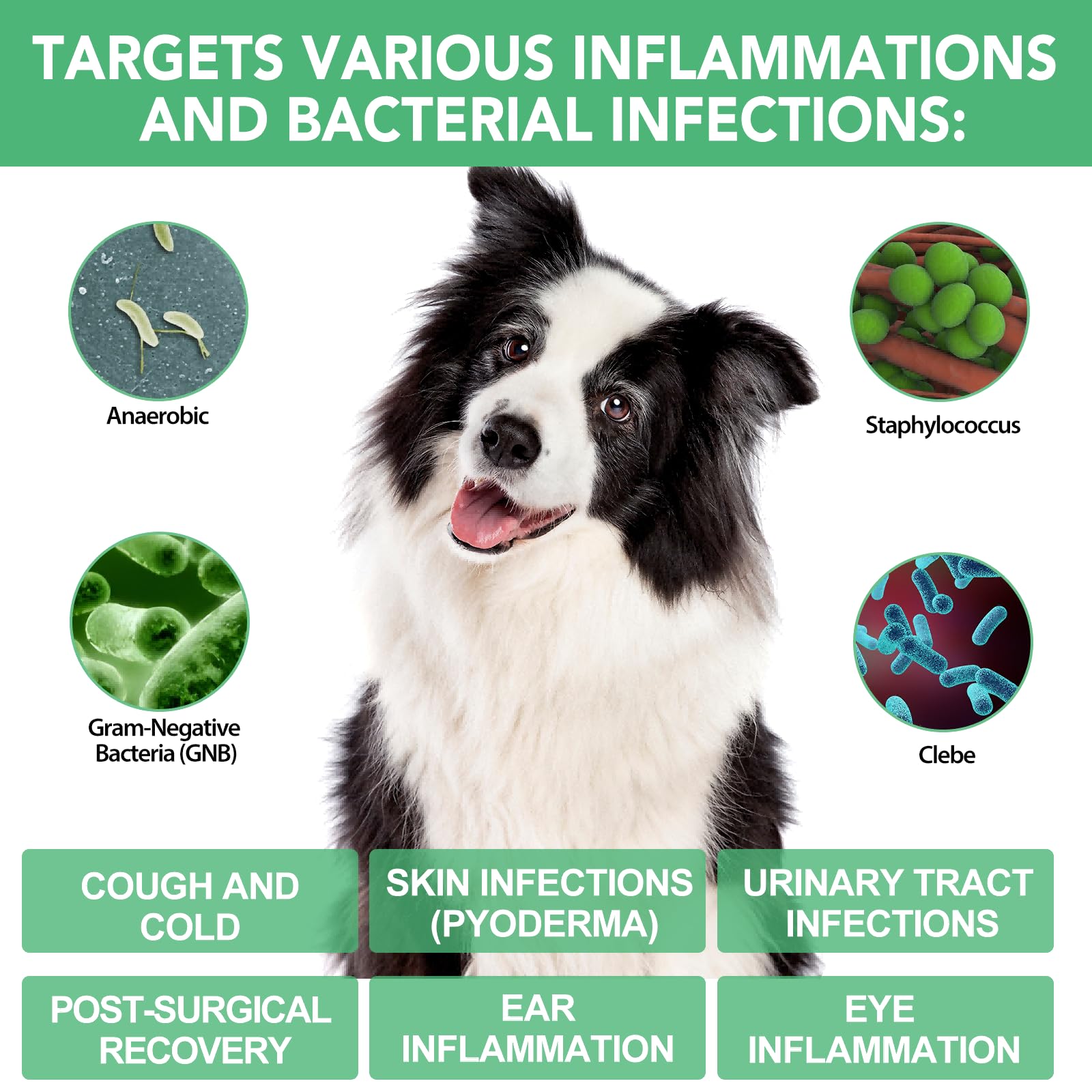 Hund Antibiotika, Natürliche Antibiotika für Hunde 60ml, Antibiotika für Hunde, juckende Haut Relief, Unterstützt Allergie Relief, Hund Antibiotika für Haut Infektion - Bacon Flavor - 2 Stück