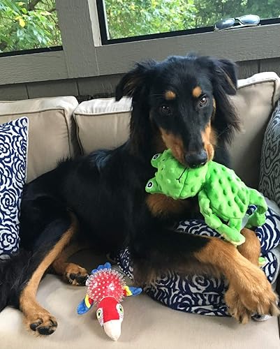 Miniatura 5 de Spunky Pup Lil' Bitty Squeakers Hedgehog  Juguete masticable chirriante para perros pequeños y cachorros  Juguete de erizo de felpa con pelota y