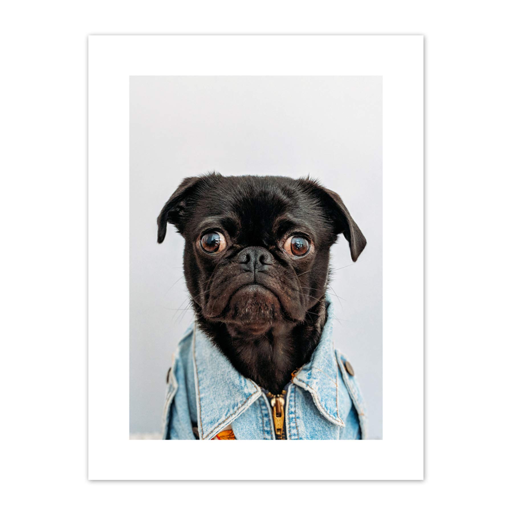 Deluvio Pug Puppy Dog in Jacket Canvas Wall Art Print