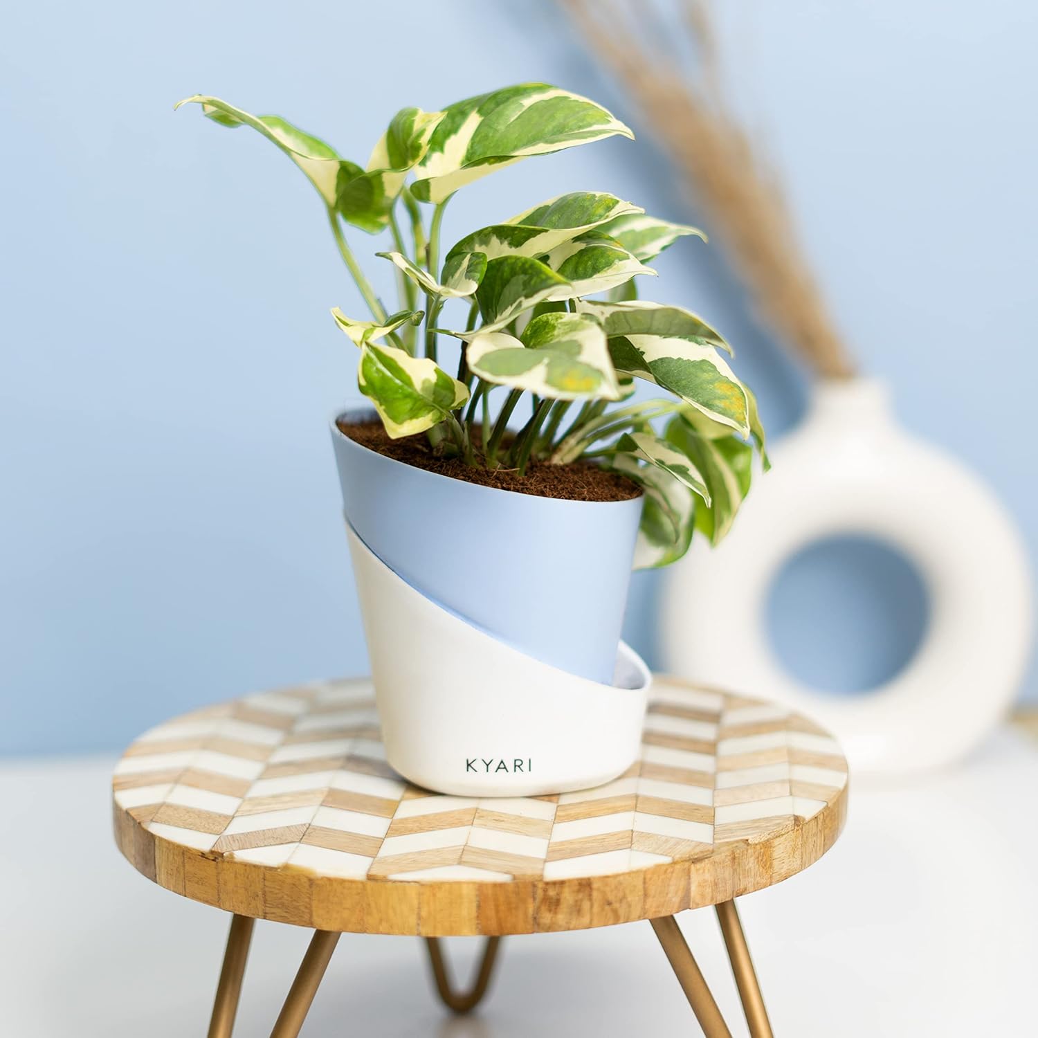 KYARI Money N'Joy Indoor Plants for Living Room | Live Plants | Plants ...