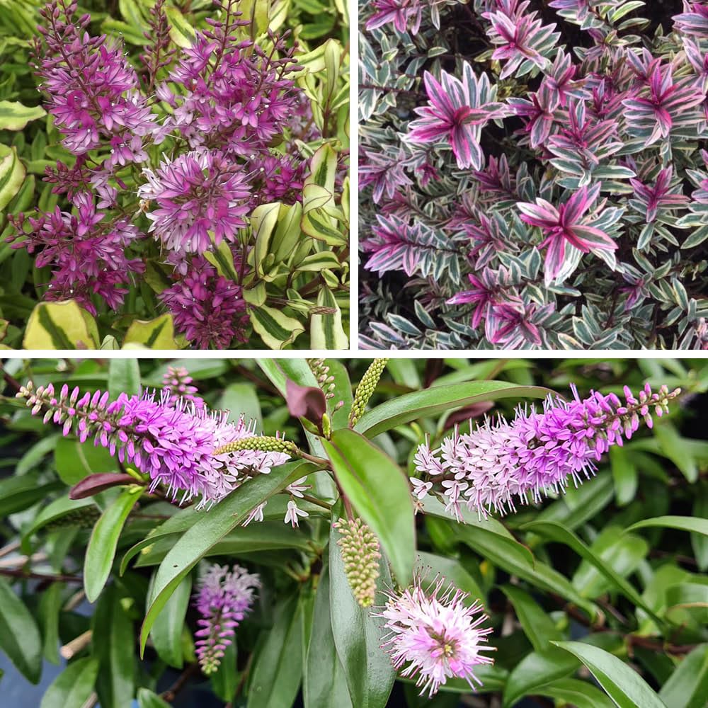 YouGarden Hebe Collection, 3 x 9cm Pots, Evergreen Shrubs, Ready to Plant, Garden Colour, Low Maintenance