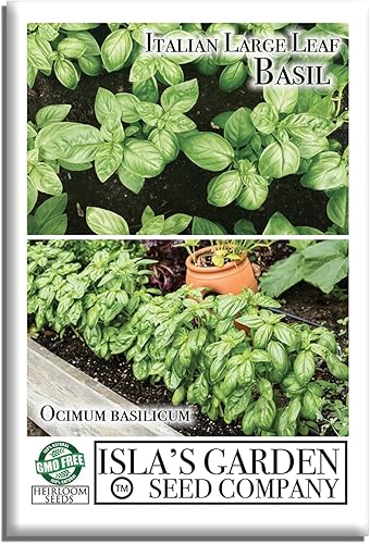 Semillas italianas de albahaca de hoja grande (Ocimum basilicum) – Más de 1,000 semillas de reliquia sin OMG de Isla's Garden Seeds, hierba