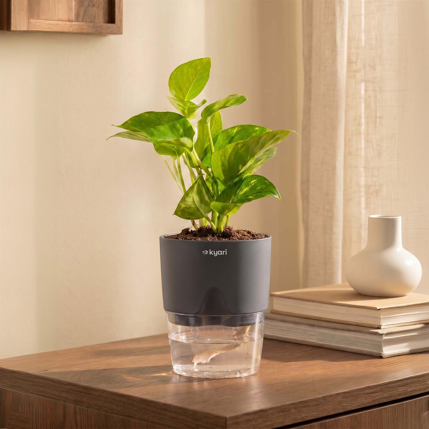 Good Luck Plant Combo - Money Plants & Jade -15 Good Luck Plant Combo - Money Plants & Jade -15