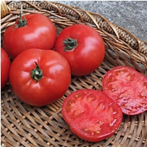 BHN 589 Semillas de tomate (más de 20 semillas) Sin OMG Semillas de flores de hierbas de frutas vegetales para plantar Paquete de invernadero de