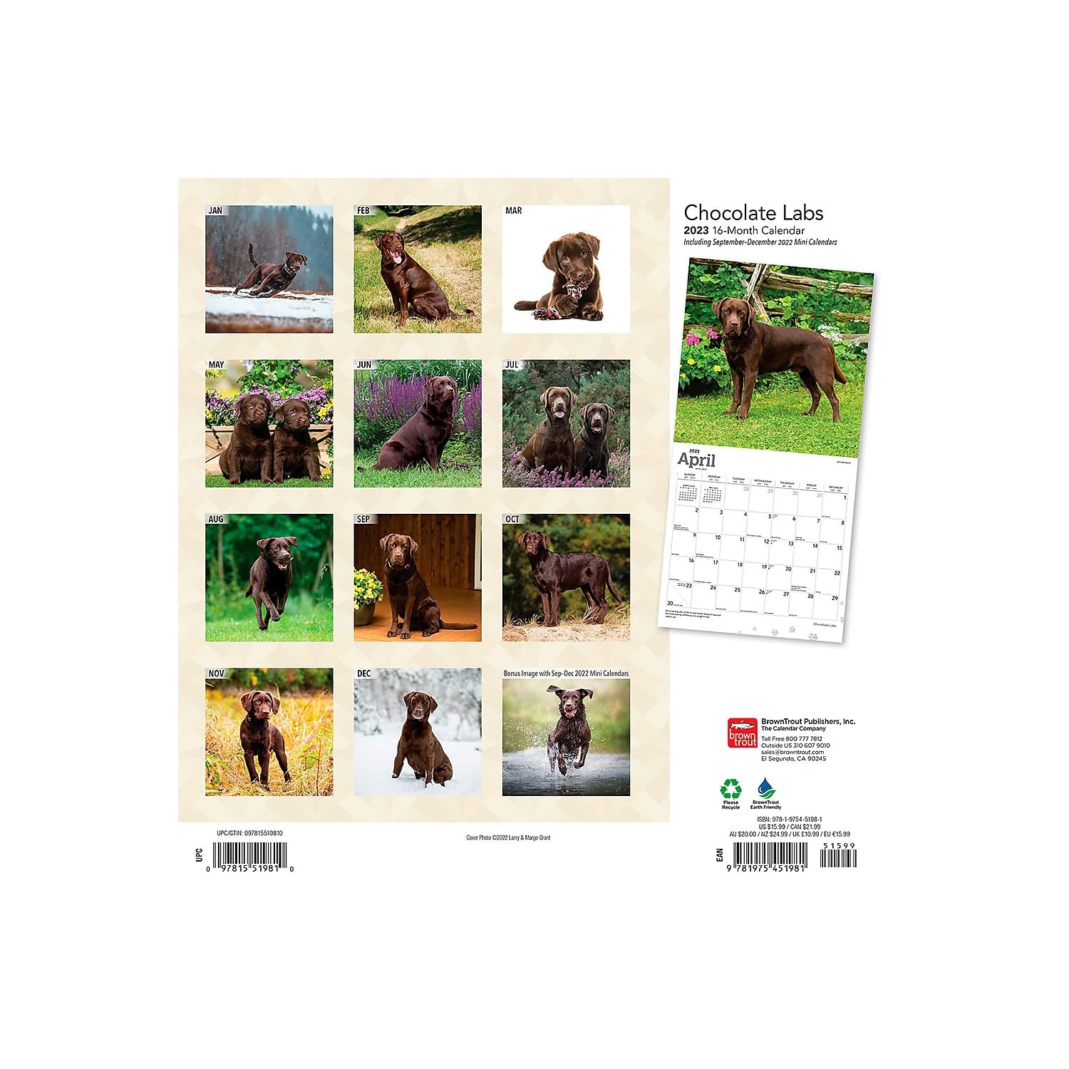 Amazon.co.jp: ラブラドールレトリバー チョコレート2023 スクエア