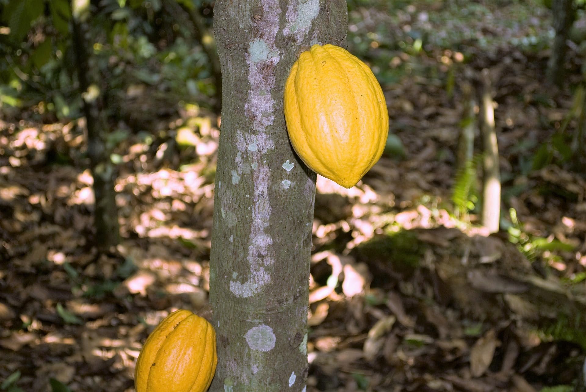 Meybona Urspungs-Schokolade Zartbitter | Tanzania | 72% Kakao | 10x100g | Single Origin, Edelkakao-Schokoladen, Tafelschokolade, ohne Fremdfette, 72% Kakao, Bean-to-Bar, beliebtes Mitbringsel