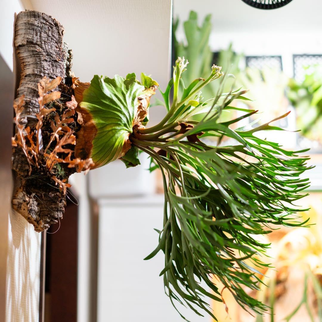 ビカクシダ キッチャクード 大株 ビカクシダ 観葉植物 キッチャクード