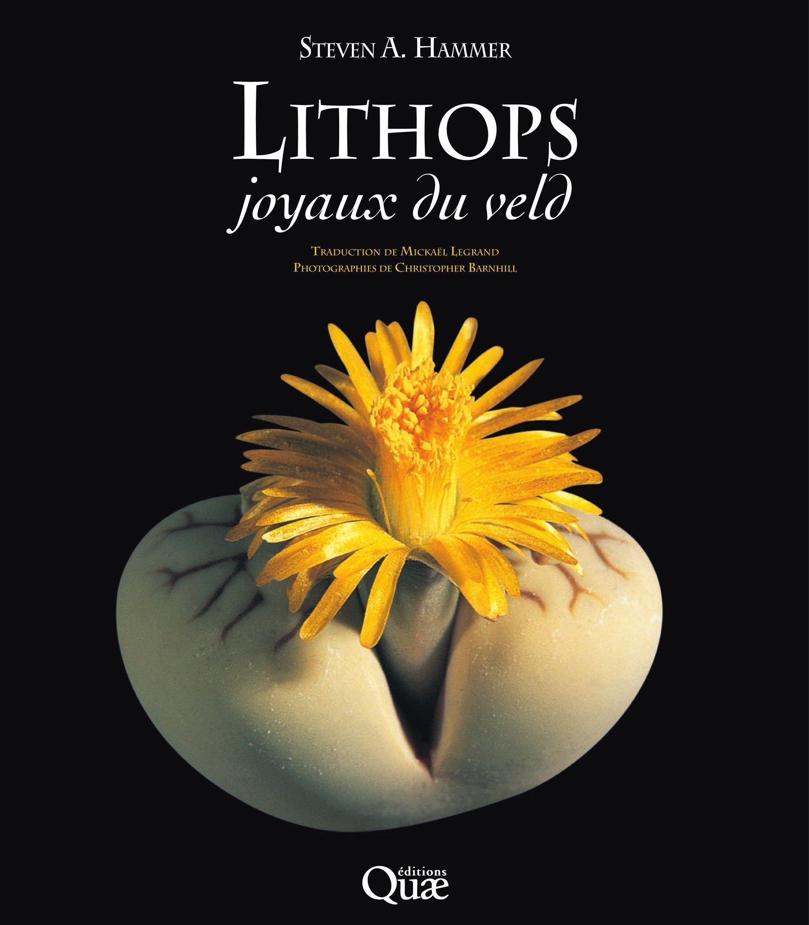 Livre Lithops: Joyaux du veld pour sublimer votre décoration de salon