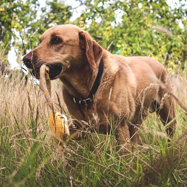 Foto 5 de 5 de Beco Juguete Suave Reciclado para Perro, Tilly el Tigre, Amarillo, Mediano