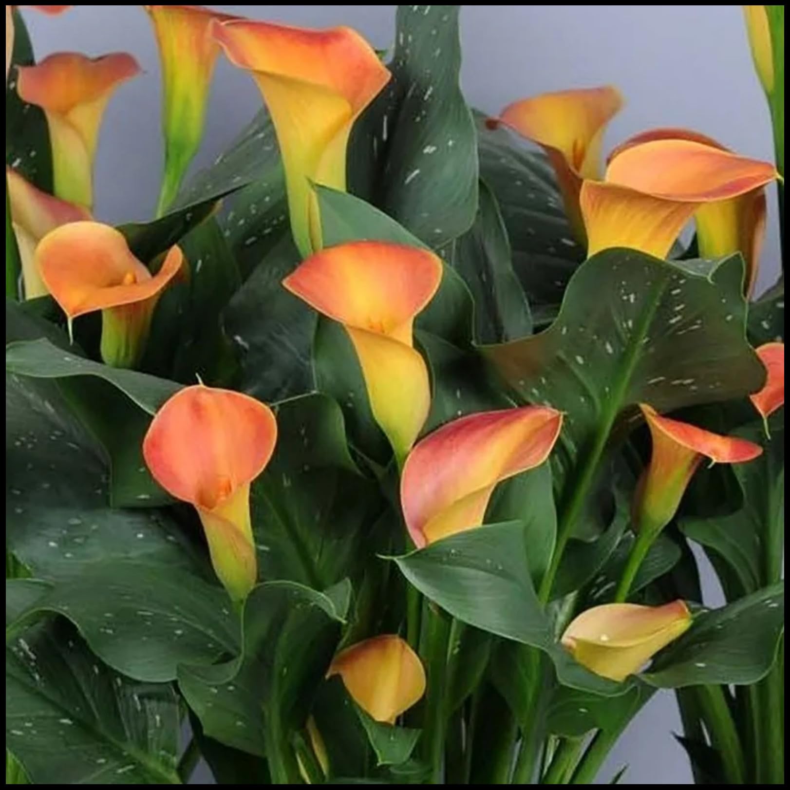 Calla Lily Bulbs.Strong Plants That Grow Well Mix Golden Jade Carving Feels Beautiful//.（NVNJHJN）.-5 Bulbs-D