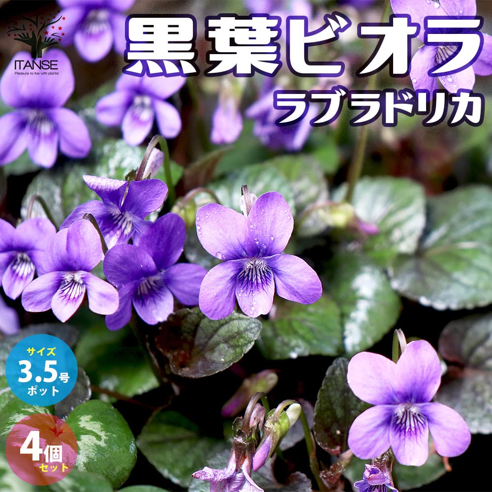 Amazon.co.jp: 黒葉ビオラ ラブラドリカ 10.5cmポット 4個セット【品種