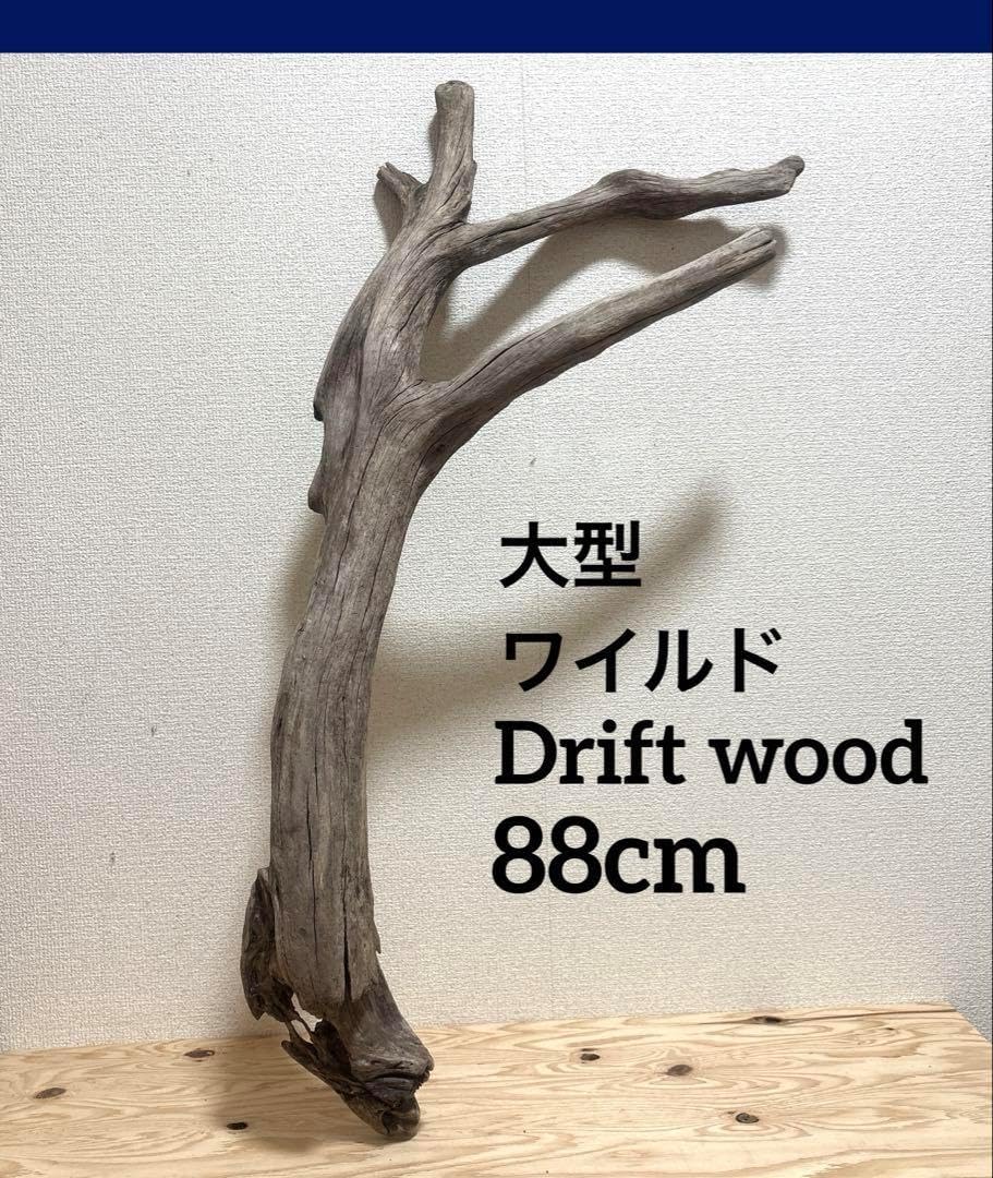 愛知県産 大型流木 愛知県産大型流木
