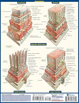 Anatomy of the Digestive System: QuickStudy Laminated Reference Guide (Quick Study Academic)