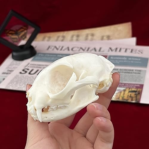 Miniatura 23 de Cráneos de animales reales, taxidermia, huesos de especímenes, suministros de taxidermia para educación científica, regalo especial (cráneo de coipo)