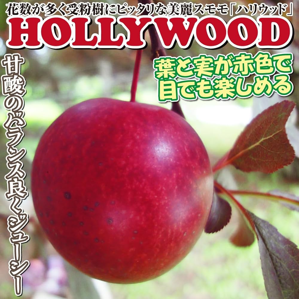 すももイ Amazon.co.jp: 果樹苗 スモモ クイーンマーキュリーR（富士野生