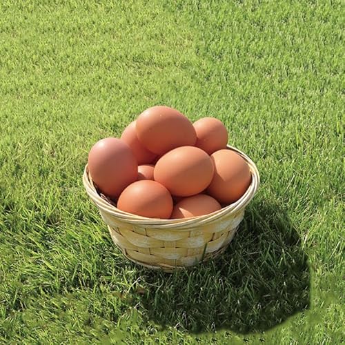 ◆3ヵ月定期便◆ 黄身がしっかり濃厚な卵[アスタの恵み]50個×3