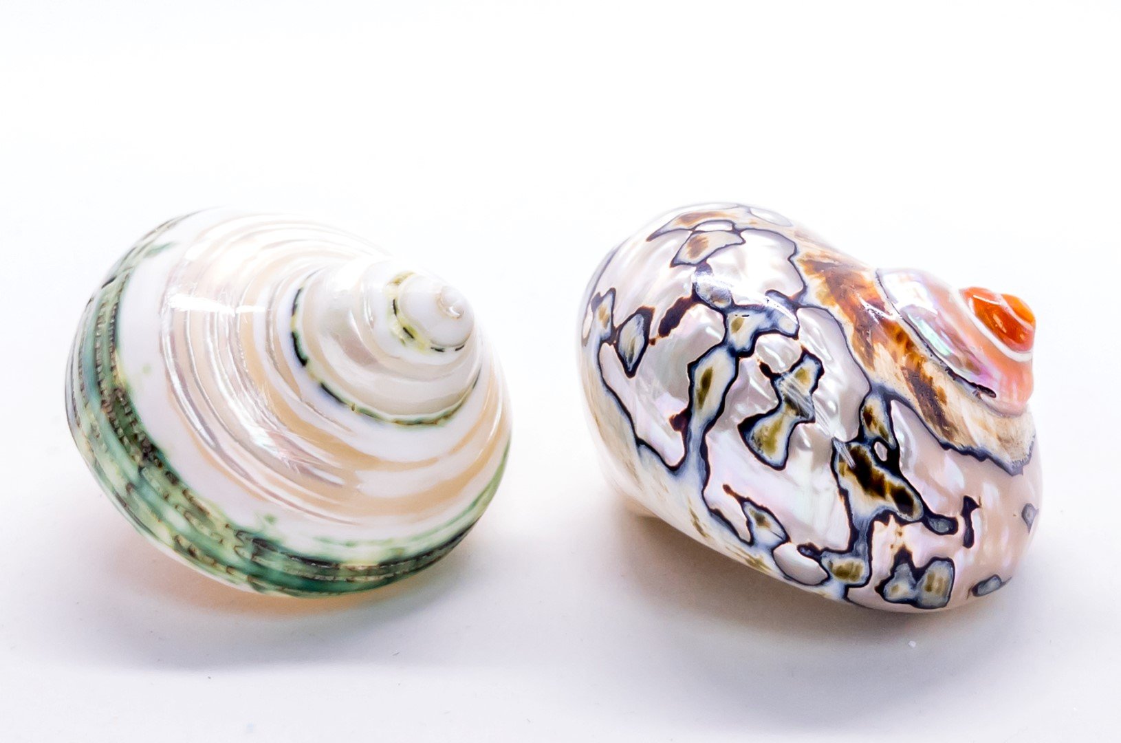 Hermit Crab Home – Jade Green Polished Turbo Shell, 4-4.5 Inch Opening, Plus Free Nautical Decor Ebook - View #9